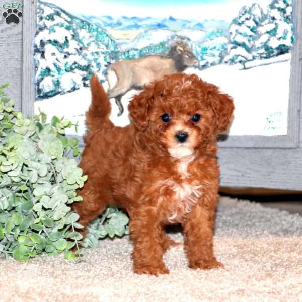 Gracie, Toy Poodle Puppy