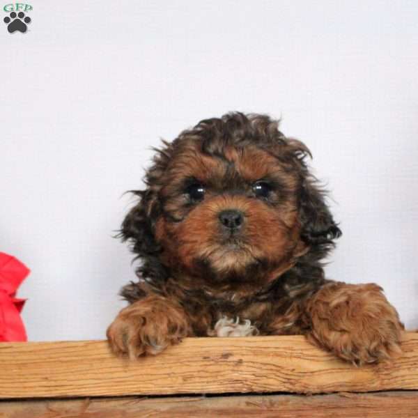 Griffin, Shih-Poo Puppy