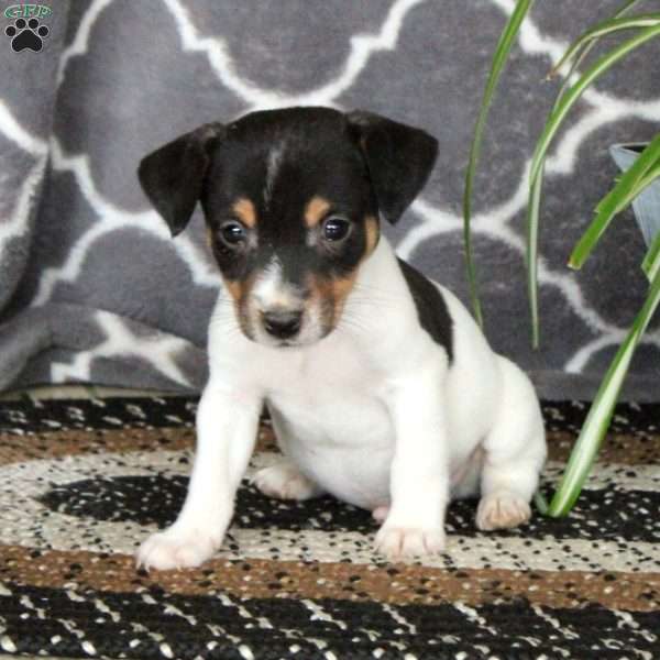 Gus, Jack Russell Terrier Puppy