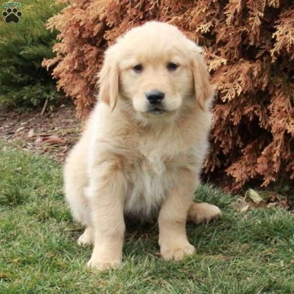 Gus, Golden Retriever Puppy