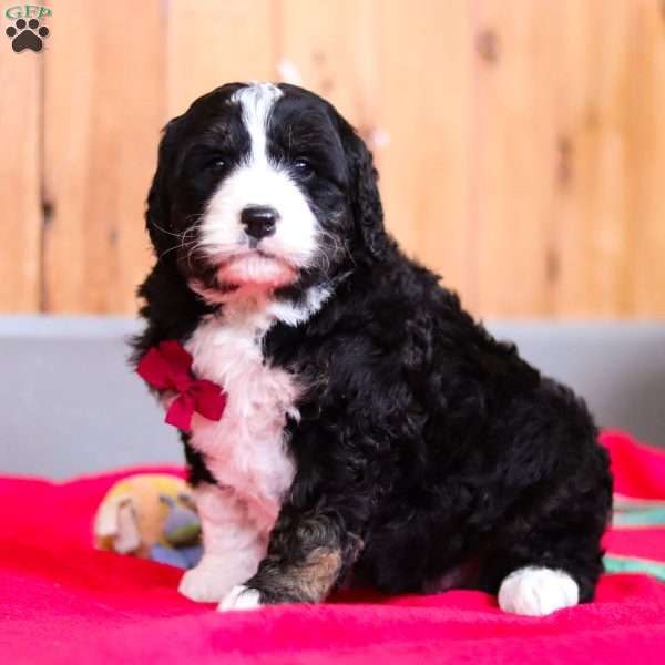 Gus, Bernedoodle Puppy