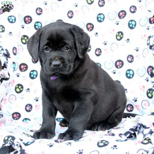 Hailey, Black Labrador Retriever Puppy