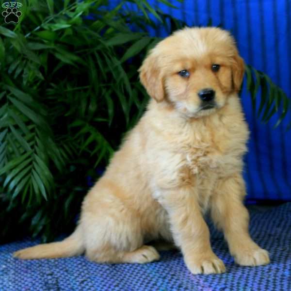 Hailey, Golden Retriever Puppy