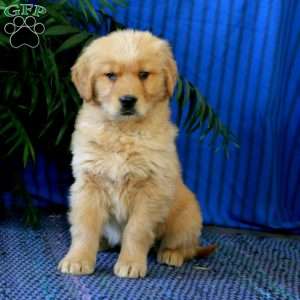 Hailey, Golden Retriever Puppy