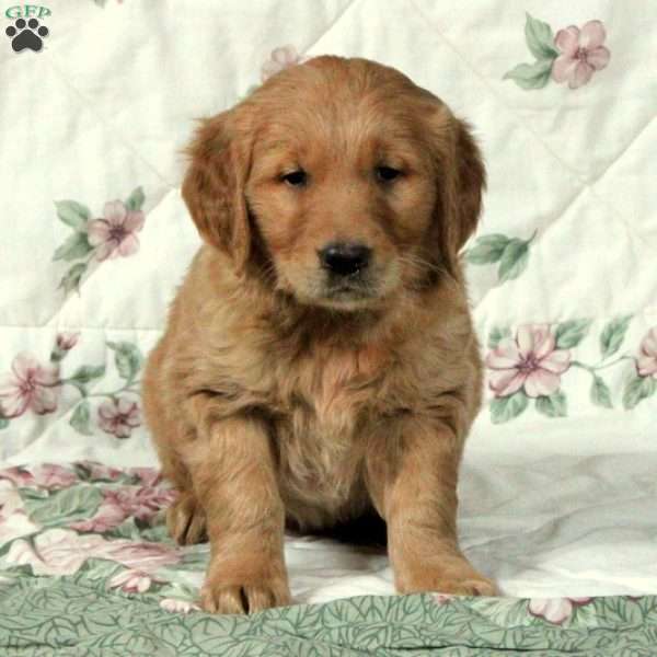 Hamilton, Golden Retriever Puppy