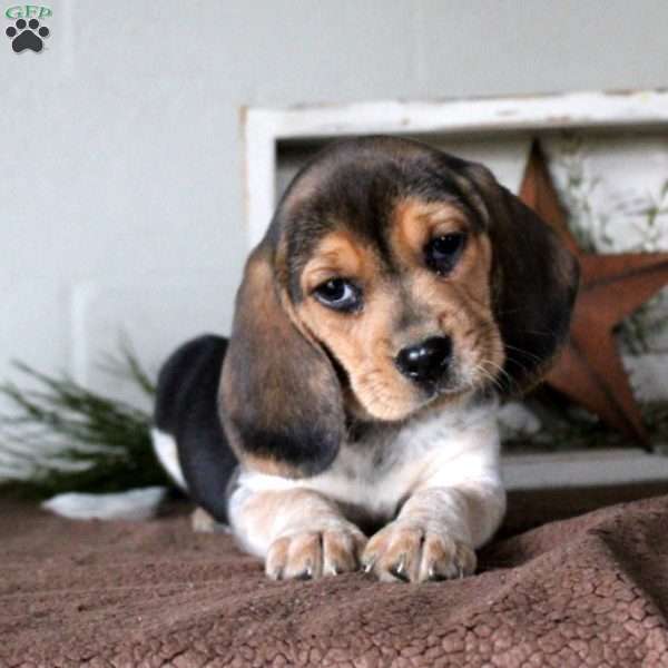 Hammie, Beagle Puppy