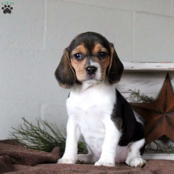 Harmony, Beagle Puppy