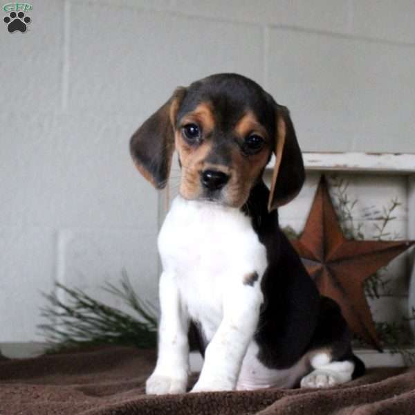 Harper, Beagle Puppy