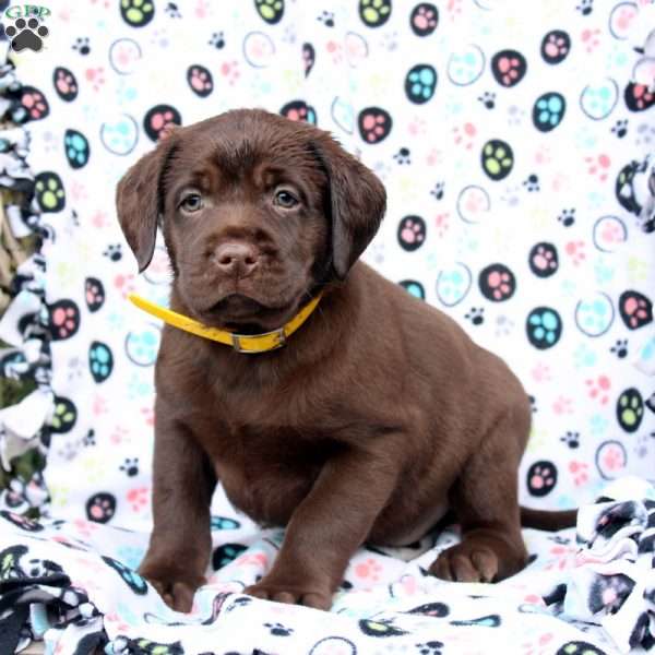 Harry, Chocolate Labrador Retriever Puppy