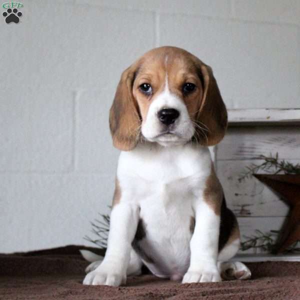 Harry, Beagle Puppy