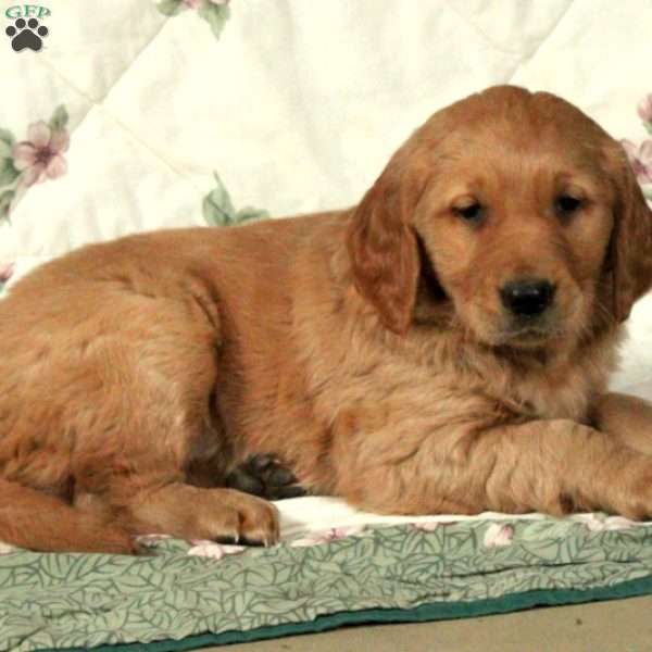 Hayden, Golden Retriever Puppy