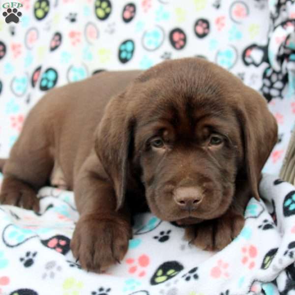 Hayden, Chocolate Labrador Retriever Puppy