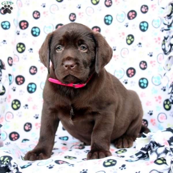 Hazel, Chocolate Labrador Retriever Puppy