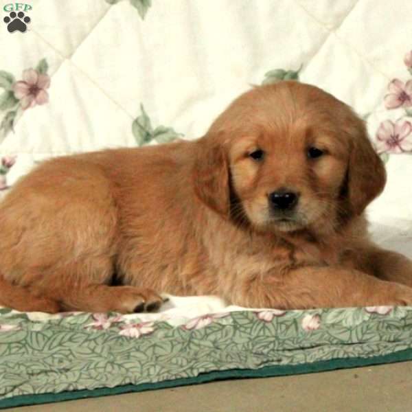 Hazel, Golden Retriever Puppy