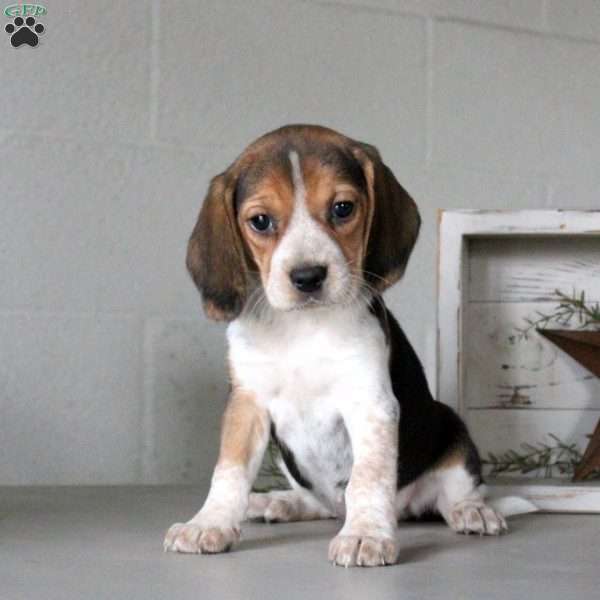 Hazel, Beagle Puppy