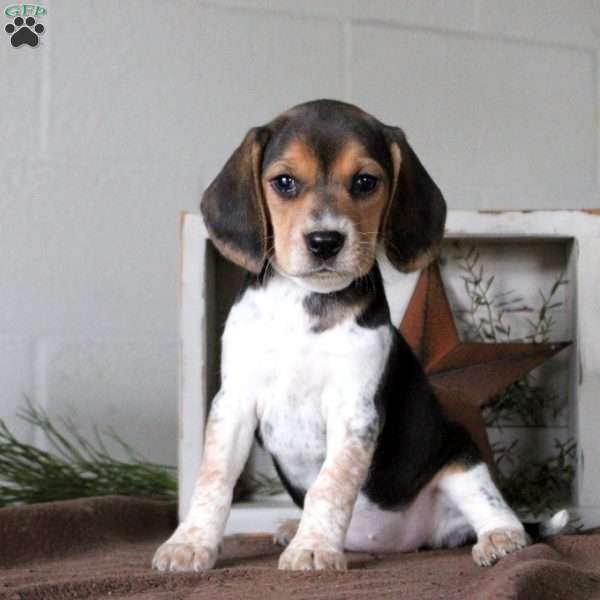 Heather, Beagle Puppy