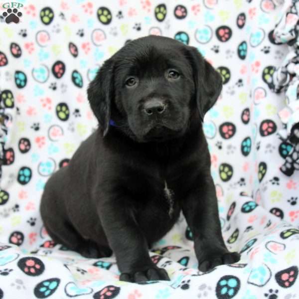 Hector, Black Labrador Retriever Puppy