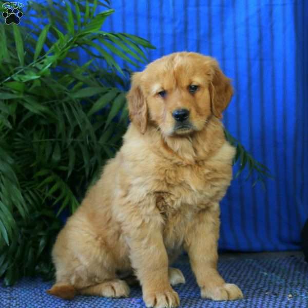 Heidi, Golden Retriever Puppy