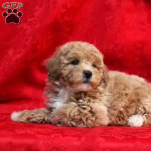 Teacup poochon best sale