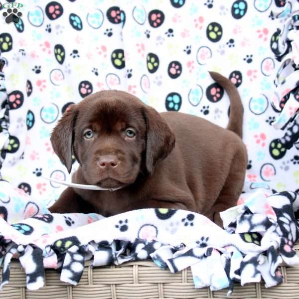 Henry, Chocolate Labrador Retriever Puppy