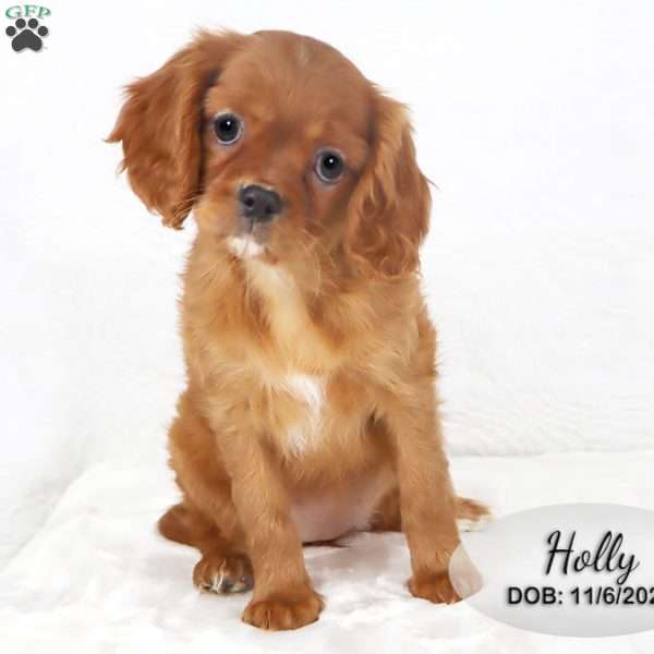Holly, Cavalier King Charles Spaniel Puppy