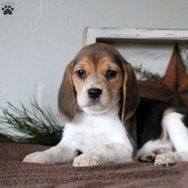 Hope, Beagle Puppy