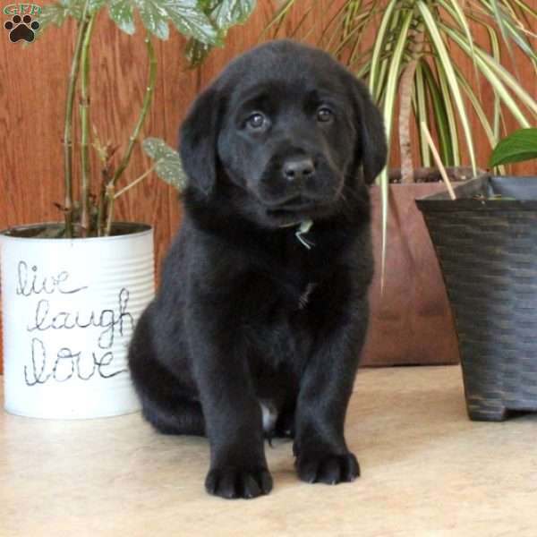 Huck, Black Labrador Retriever Puppy