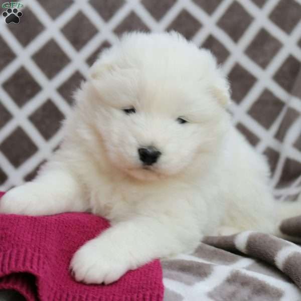 Zara, Samoyed Puppy