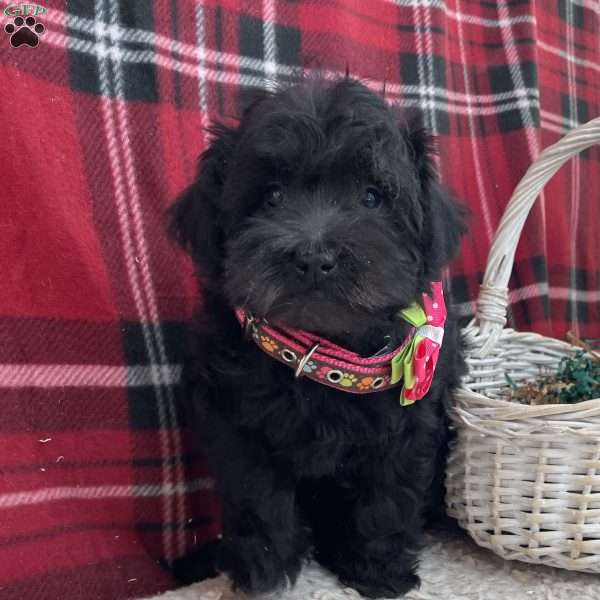 Dolly, Mini Schnoodle Puppy