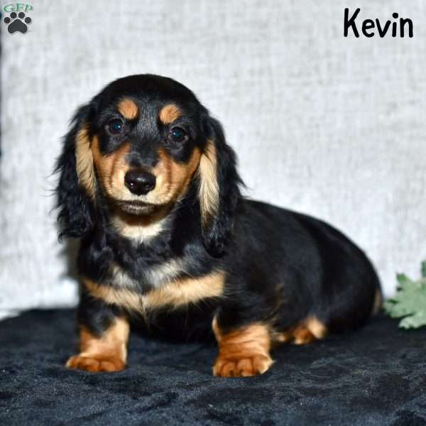 Kevin (mini), Dachshund Puppy