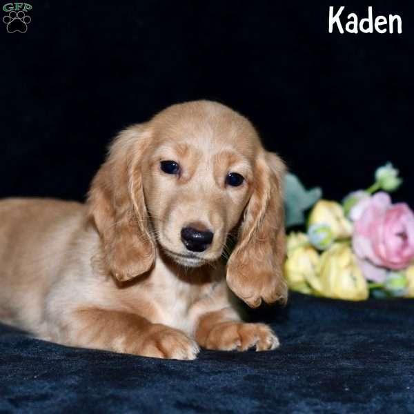Kaden (mini), Dachshund Puppy