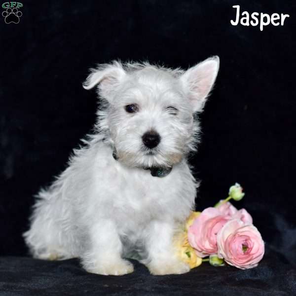 Jasper, West Highland Terrier Puppy