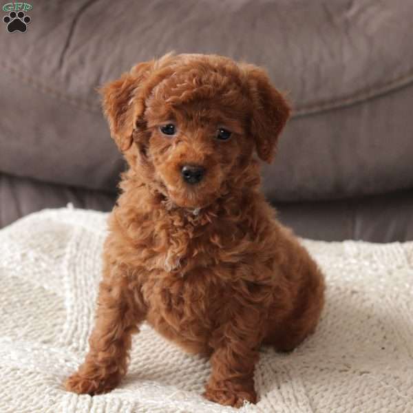 Jewel, Toy Poodle Puppy