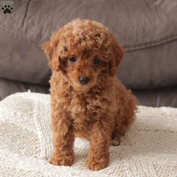 Teddy, Toy Poodle Puppy