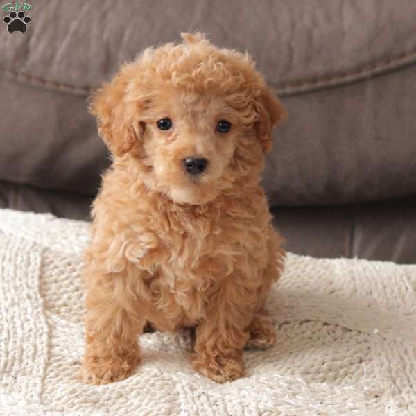 Tiny Turbo, Toy Poodle Puppy