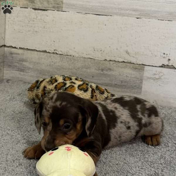 Oscar, Dachshund Puppy
