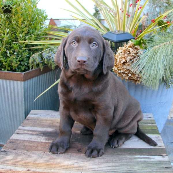 Sage, Chocolate Labrador Retriever Puppy