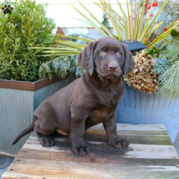 Skylar, Chocolate Labrador Retriever Puppy