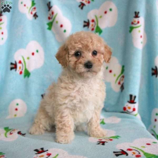 Candy, Miniature Poodle Puppy