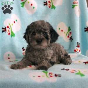 Connie, Miniature Poodle Puppy