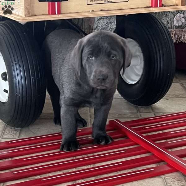 Diesel, Charcoal Labrador Retriever Puppy