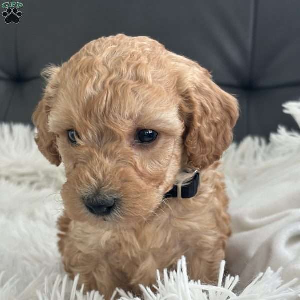 Freya, Miniature Poodle Puppy