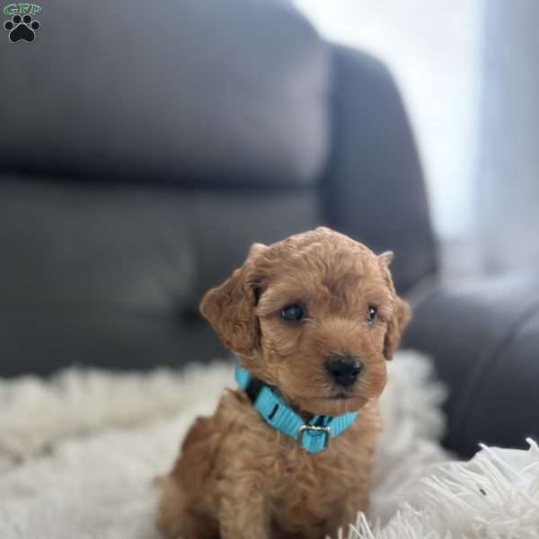 Fifi, Miniature Poodle Puppy