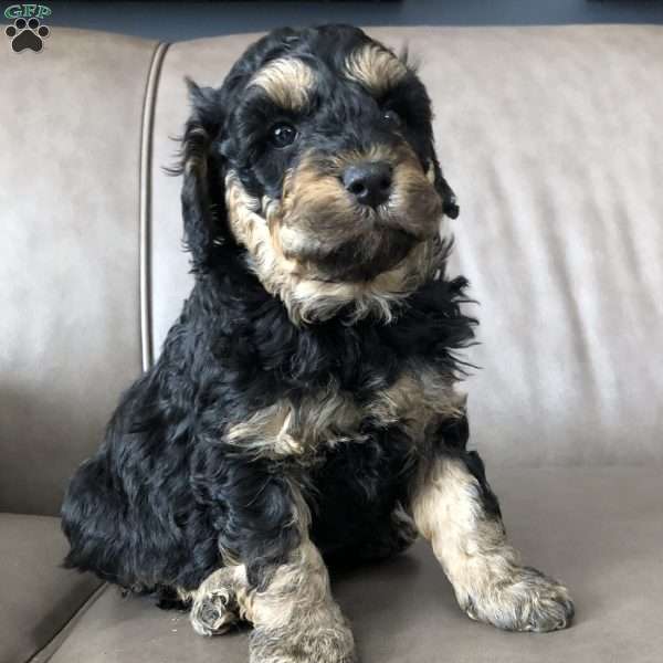 Milo, Aki-Poo Puppy