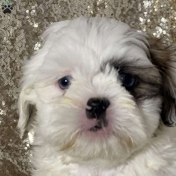 Louie, Shih Tzu Puppy