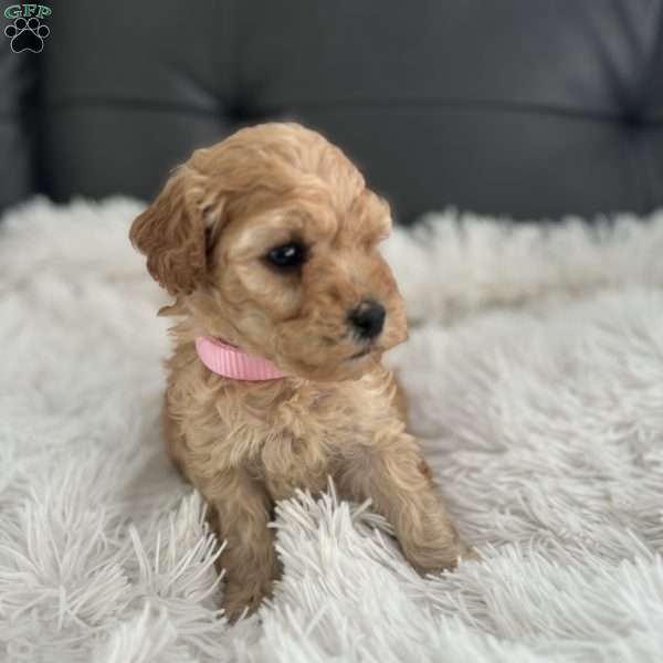 Fern, Miniature Poodle Puppy