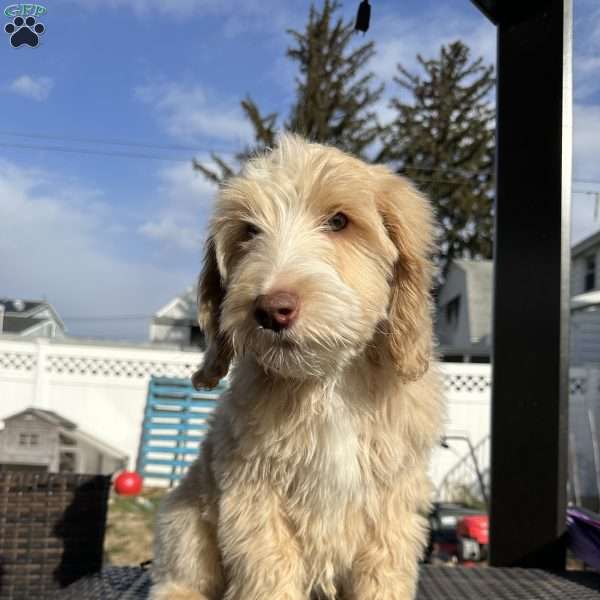 Snoopy, Goldendoodle Puppy