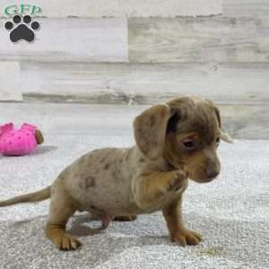 Greenfield best sale puppies dachshund