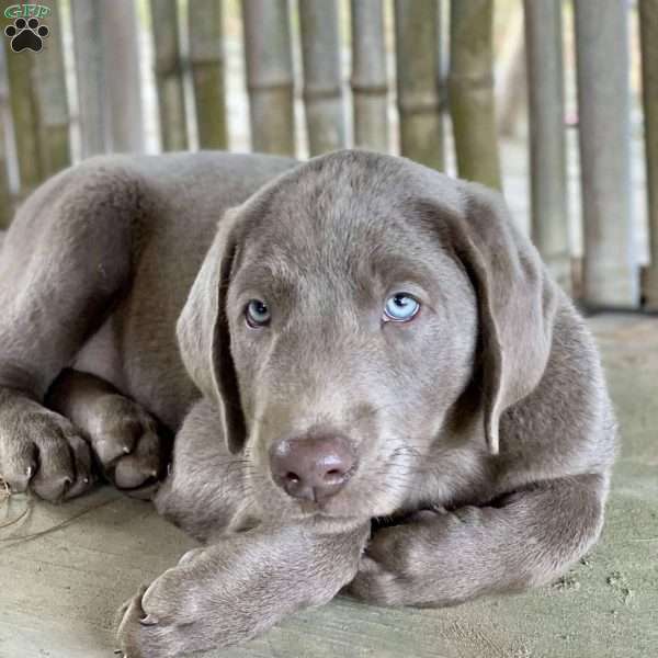 Tug, Silver Labrador Retriever Puppy