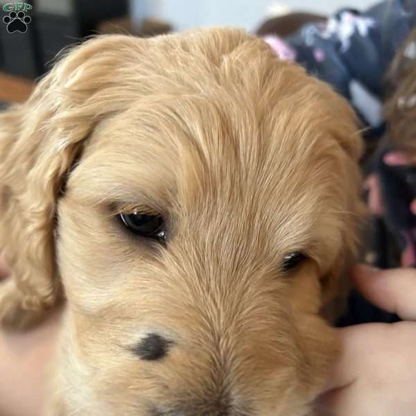 Rex, Goldendoodle Puppy